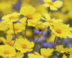 Tapeta Nature Flowers 487.jpg